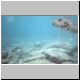 2002-04-19 L03 Footed Fish.jpg